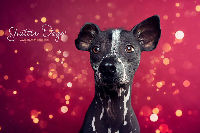 Animal Portraits from Tony Gigov Seen On www.coolpicturegallery.us