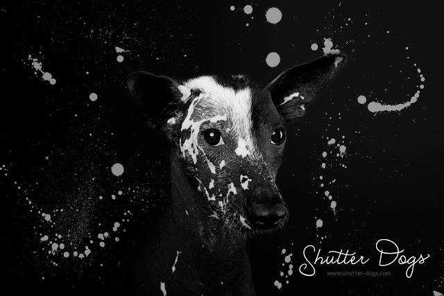 Animal Portraits from Tony Gigov Seen On www.coolpicturegallery.us