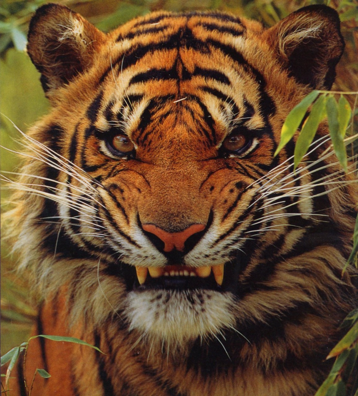Надпись тигр