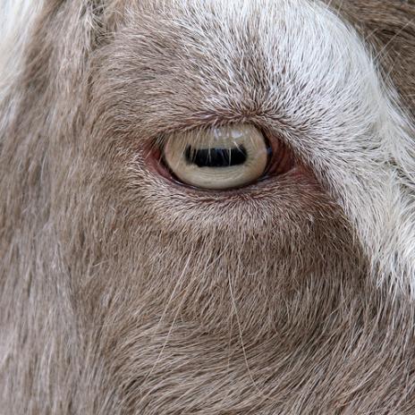 goat 10 Animals with very unusual eyes
