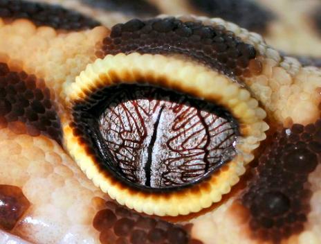 geckos 10 Animals with very unusual eyes