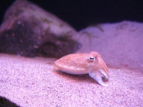 cuttlefish 10 Animals with very unusual eyes