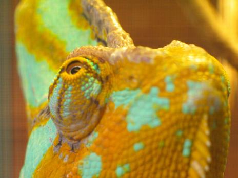 chameleons 10 Animals with very unusual eyes