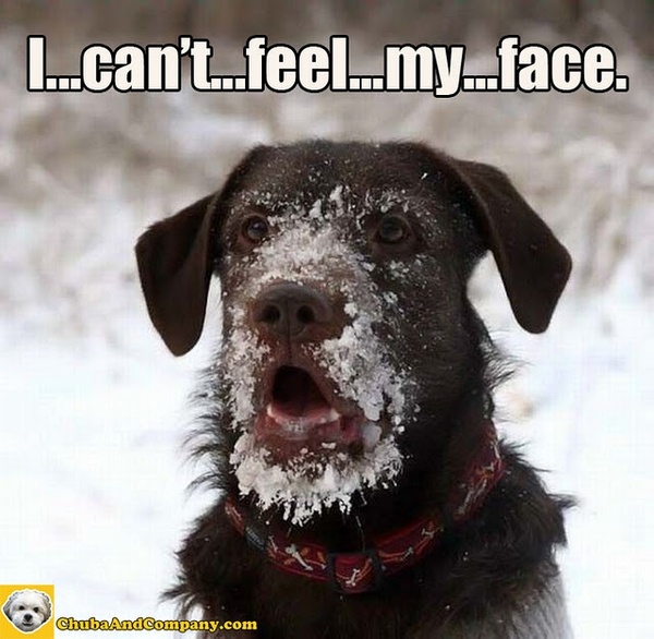 LOL!! See this dog's face. How is looking so laughable. He is so much frozen that he is unable to feel his face.