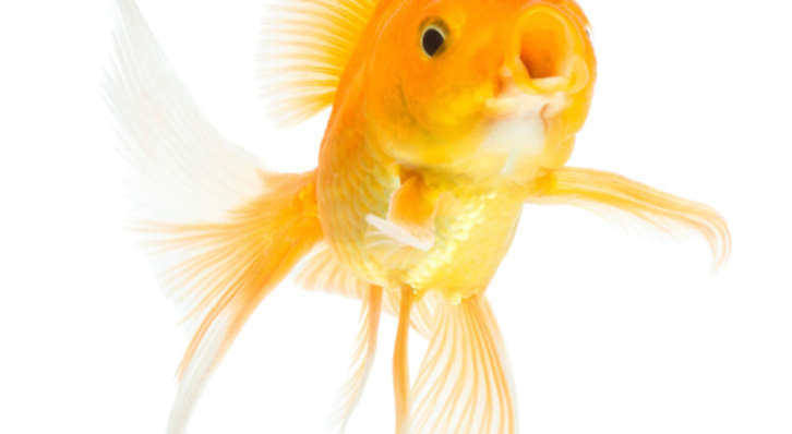 Fish Pet