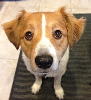 Where's the cheese-dogs