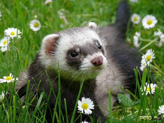 Ferret