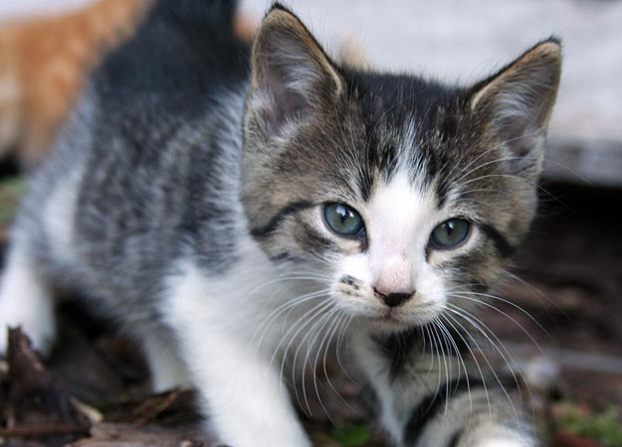 Taking a Stroll: Submitted by Erin L. &quot;This is Debbie, ...