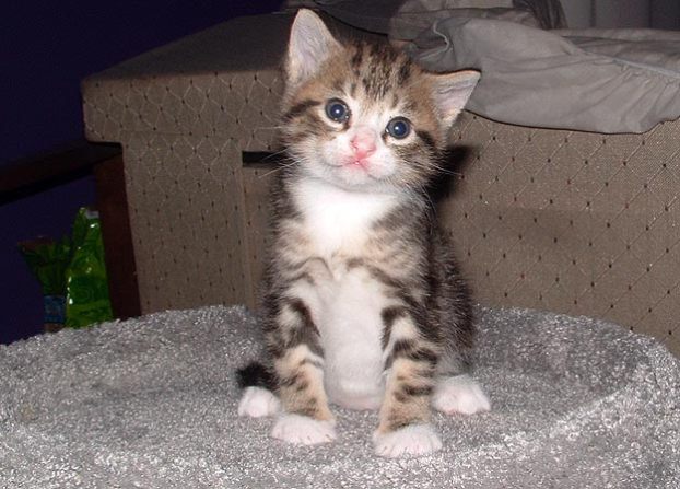 Itty Bitty Kitty: Submitted by Annie &quot;This is my cat ...