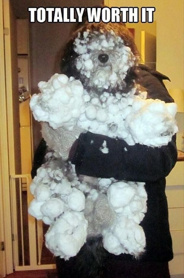 It seems that a funny pooch had a snow fight with his friends.