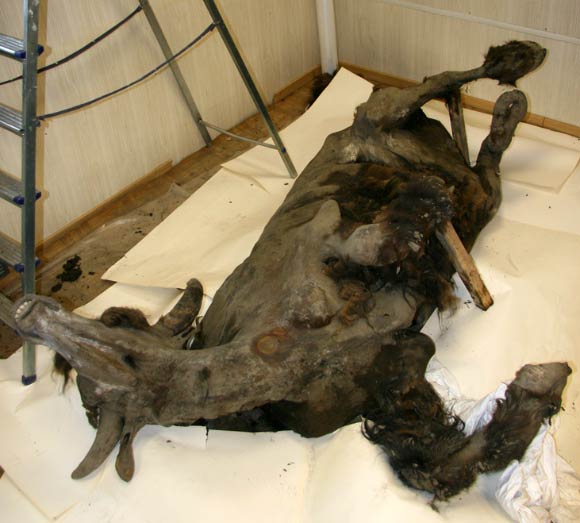 Yukagir bison mummy. Image credit: © Academy of Sciences of Republic of Sakha.