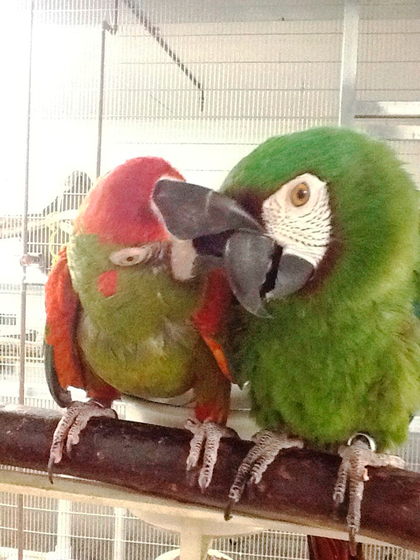 Red-fronted macaw and severe macaw