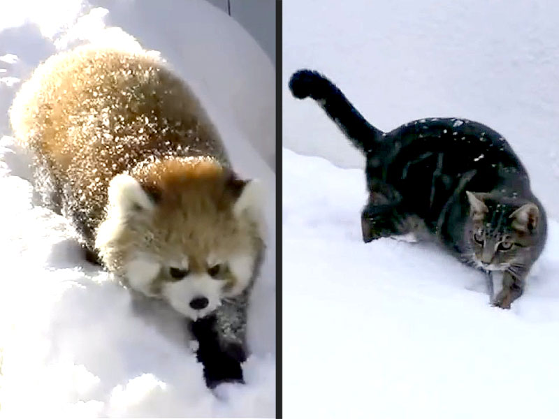 Animals Playing in the Snow: Video