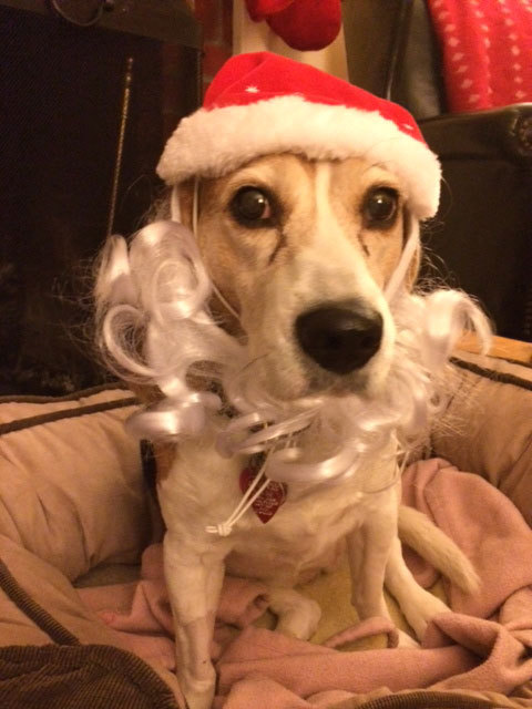 Beaker is Santa's little helper around the house come Christmastime ...