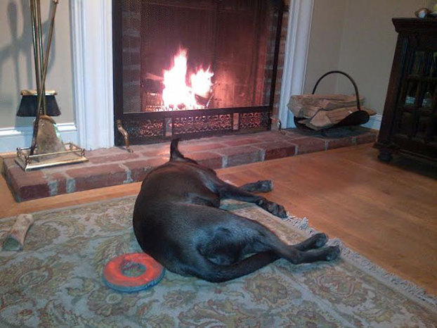 Bunk enjoys curling up for a nice fireside nap!