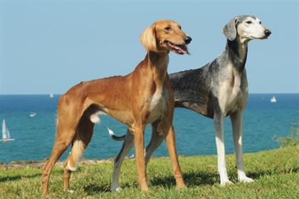 http://www.pet360.com/Content/Images/Cms/cms_resized_large/expensive-dogs5.lg.jpg