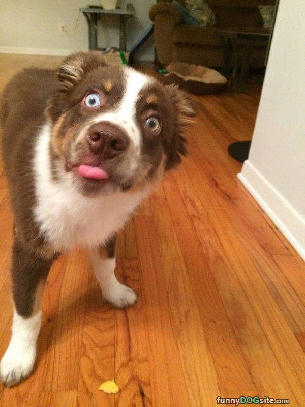 Did You Say Snack