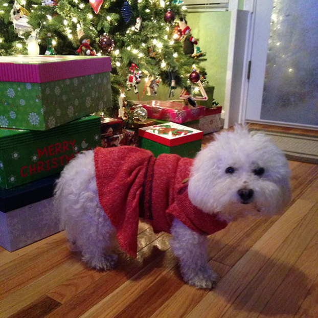 Nellie dons her Christmas reds for her moment to shine!
