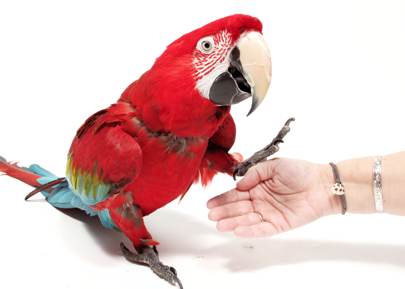 Green-winged macaw