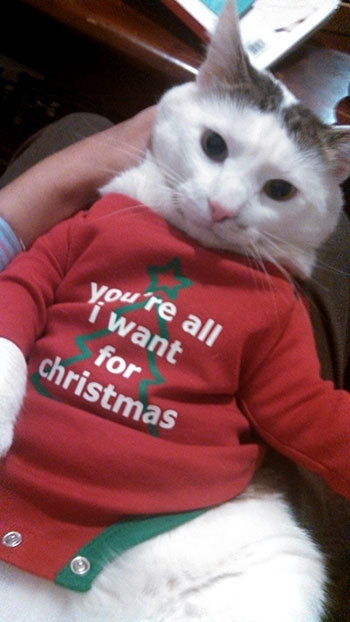 Meet Douglas, the cat from space. Though he may be ...