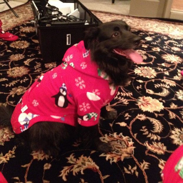 Emma est le petit chien francais et elle aime Noël!