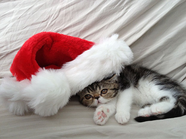 Precious! Follow this adorable kitty named Puffy on Instagram @kiciu!