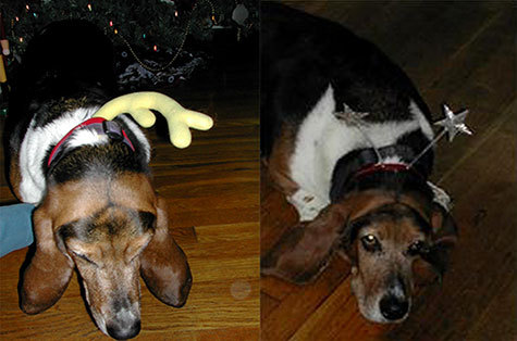This is Brisco, a forever, beloved member of the Animal ...