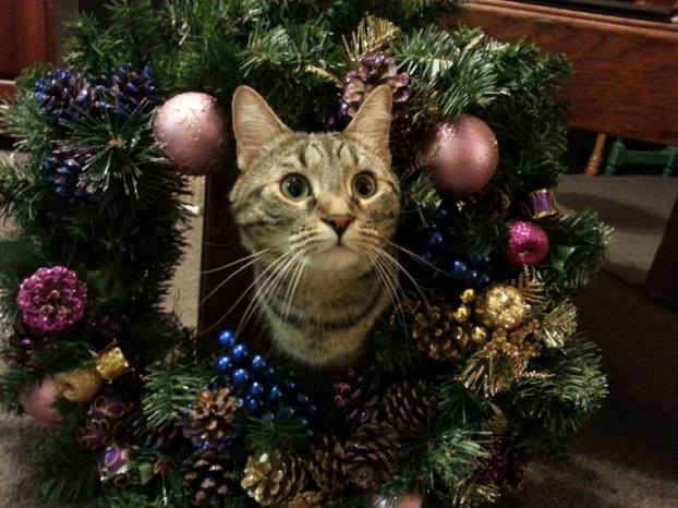 KC enjoys finding new hiding places behind holiday decor.