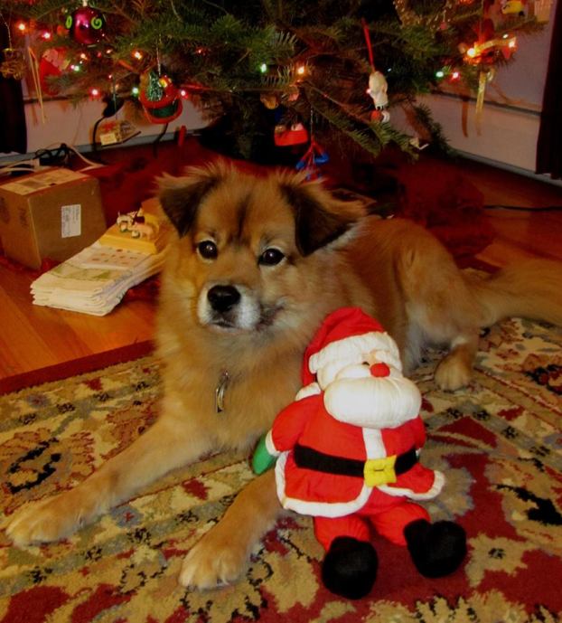 Sammy in Connecticut got an early Christmas present!