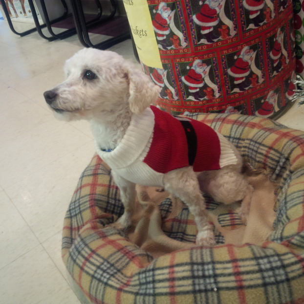 Remember little Shrek, the pup who got his Happily Ever ...