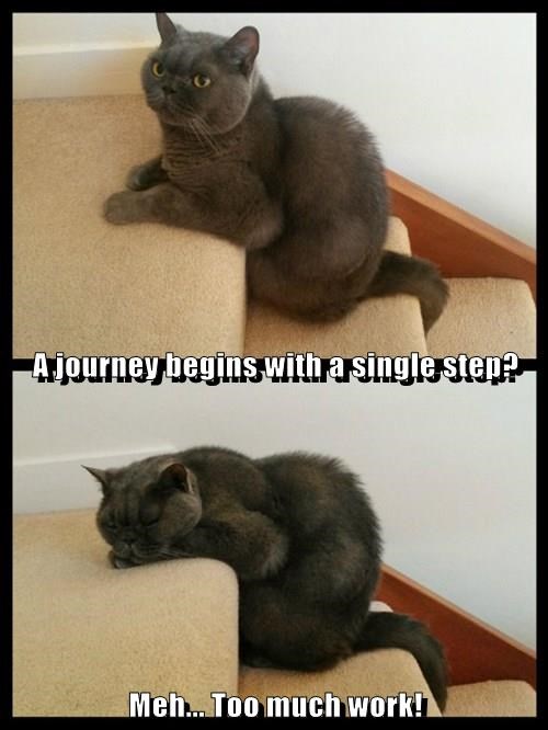 journey,nap,lazy,nope,Cats