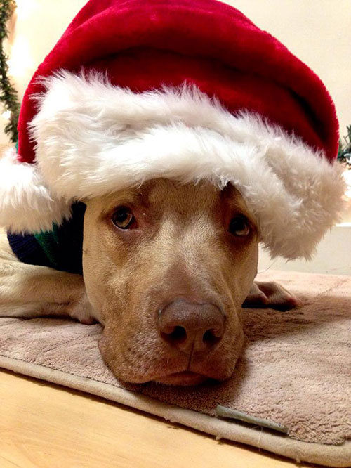 Alex is a smart and sweet lab/pit bull mix who's ...