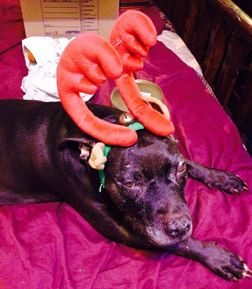 Meet Sasha, kin to our one and only Keith Hoffman, ...