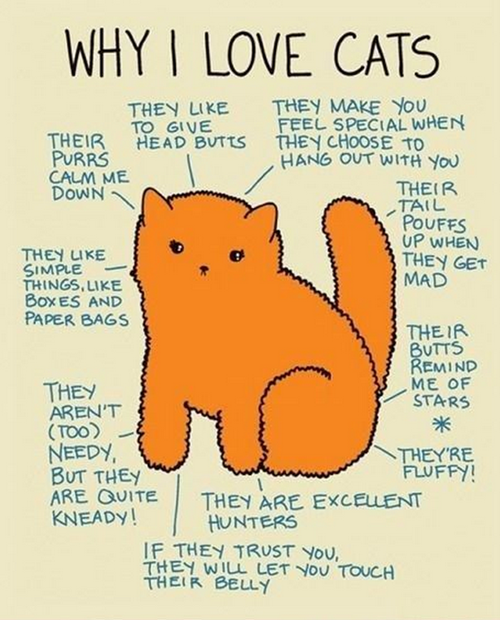 cat vs human,Cats,web comics