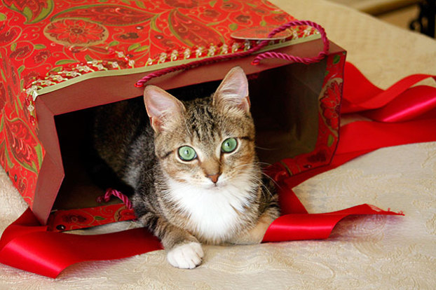 The beautiful kitty Kona always likes a good game of ...