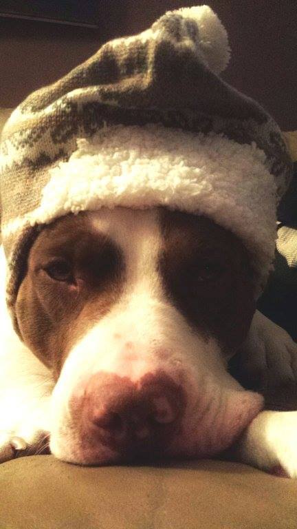 Opie's keeping warm and loving snuggle time through the chilly ...