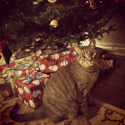 Meet Mittens. We're definitely smitten.