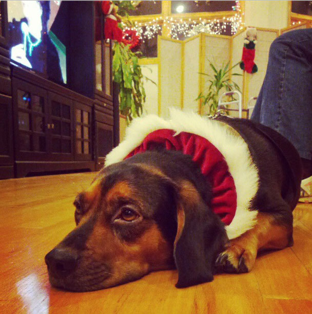 Wonton just wants some treats. If it takes wearing this ...
