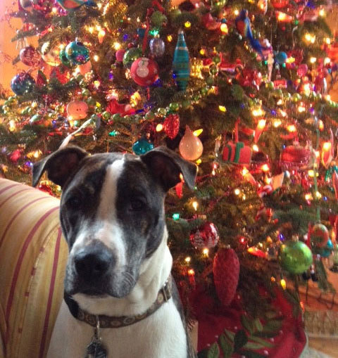 Yogi - as in &quot;Berra&quot; - gets festive this holiday ...
