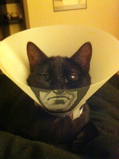 cone of shame,batman,Cats