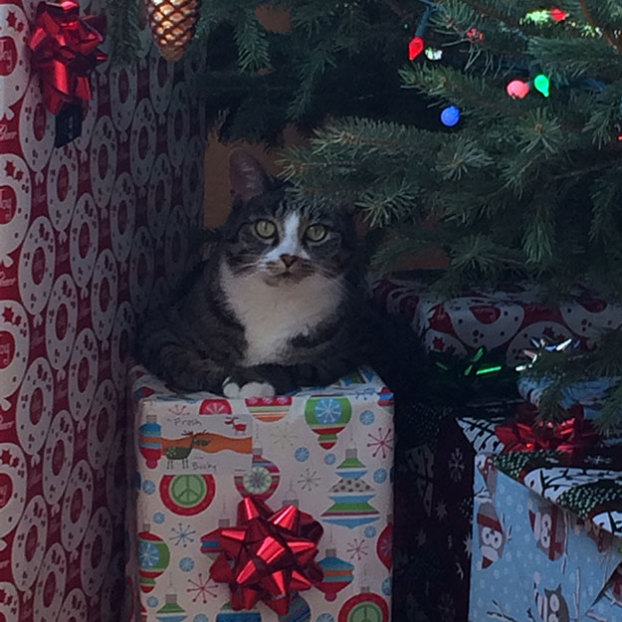 Juniper loves all the new hiding places amidst the holiday ...