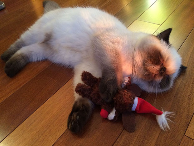 Meet the CUTEST exotic short hair Christmas kitty Pugsley! You ...