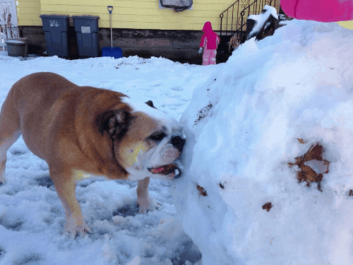 Junior LOVES snow and is always very excited to PLAY ...