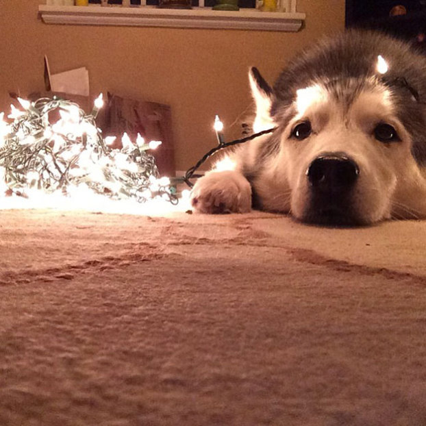 Preston TRIED to help untangle the lights for Mommy.