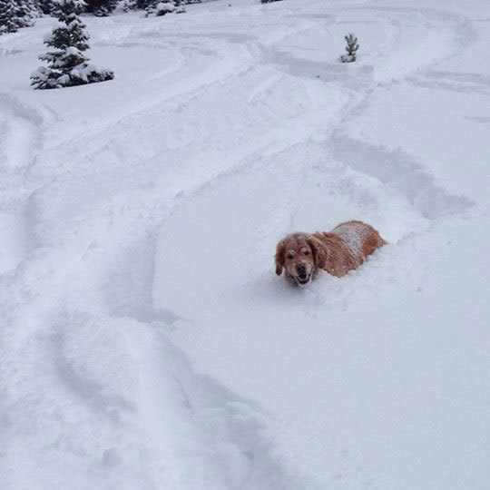 Khuno in Colorado loves the winter holiday season and all ...