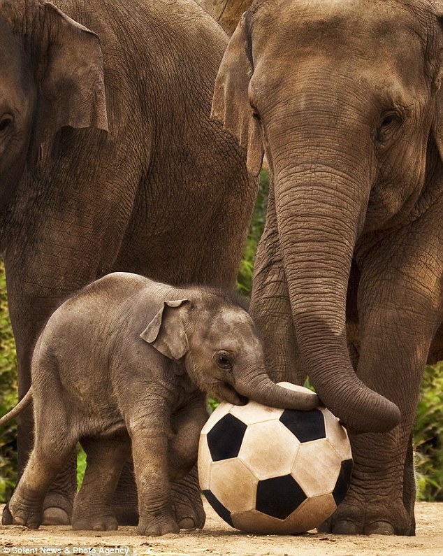 pelephant2 On me trunk son: Baby Pele phant shows off his silky ball skills