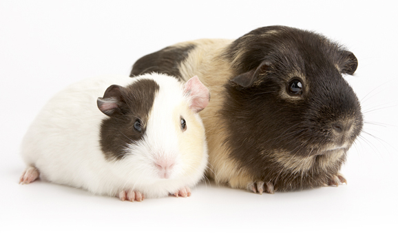 a guinea pig 