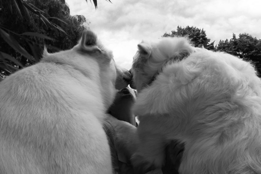 Between dogs