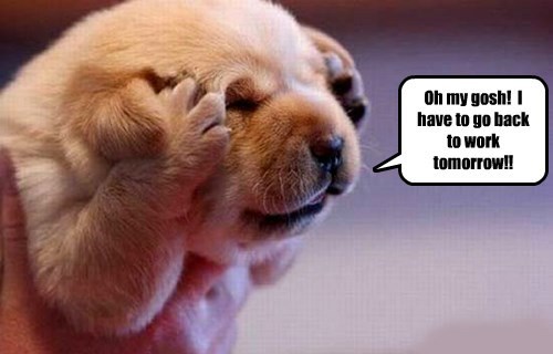 dogs,work,nope,monday