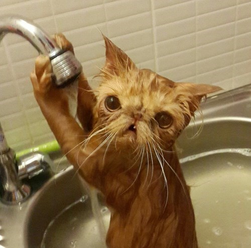 Cats,bath,cute,kitten